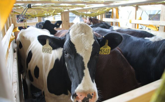 200 cô bò sữa hữu cơ 'cưỡi' máy bay từ Úc về Việt Nam