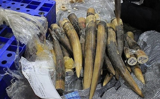 Biểu dương lực lượng ngăn chặn vận chuyển trái phép ngà voi, vảy tê tê