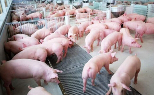 Chú trọng truy xuất nguồn gốc trong chăn nuôi lợn