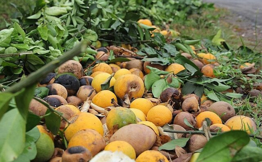 Cam rụng vàng gốc ở 'thủ phủ cam' xứ Nghệ