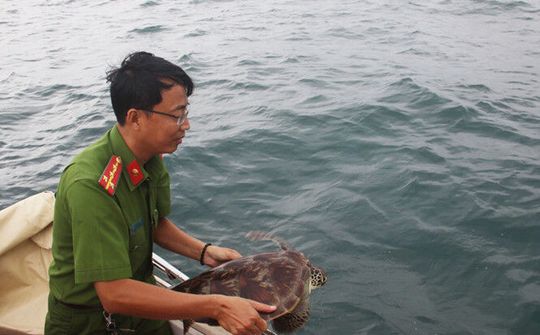 Kiên Giang: 12 cá thể rùa biển được thả về tự nhiên