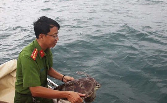 Kiên Giang: 12 cá thể rùa biển được thả về tự nhiên