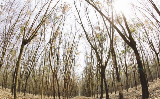 Phê duyệt Đề án Quản lý rừng bền vững và Chứng chỉ rừng