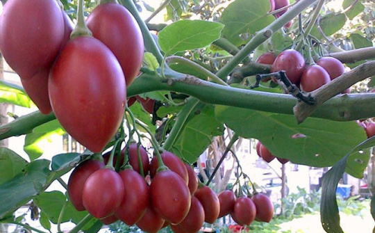 Cà chua thân gỗ có giá nửa triệu đồng/kg nhưng vẫn hút khách