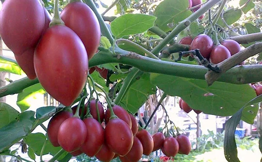 Cà chua thân gỗ có giá nửa triệu đồng/kg nhưng vẫn hút khách