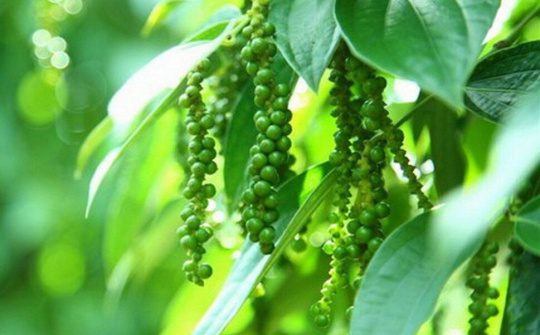 Giá tiêu đạt mốc 61.000 đồng/kg ở một số tỉnh