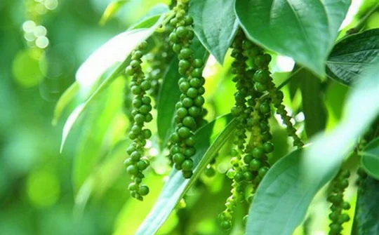 Giá tiêu đạt mốc 61.000 đồng/kg ở một số tỉnh