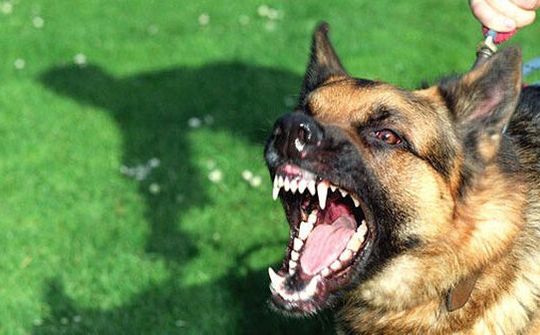 67 người chết vì bệnh dại trên cả nước