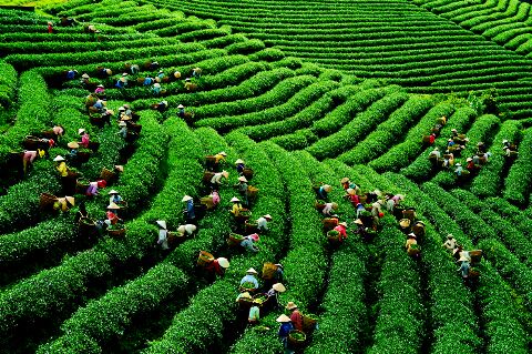 Xuất khẩu chè sụt giảm cả về lượng và kim ngạch tại các thị trường chính