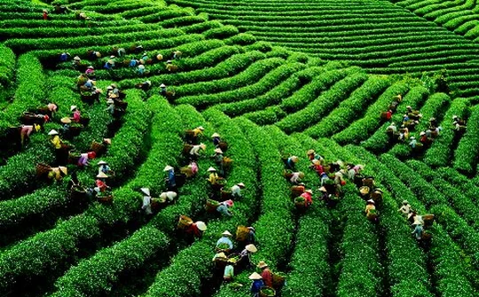 Xuất khẩu chè sụt giảm cả về lượng và kim ngạch tại các thị trường chính