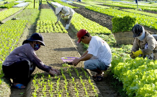 Chính sách ưu đãi phát triển kinh tế tập thể tại Trà Vinh
