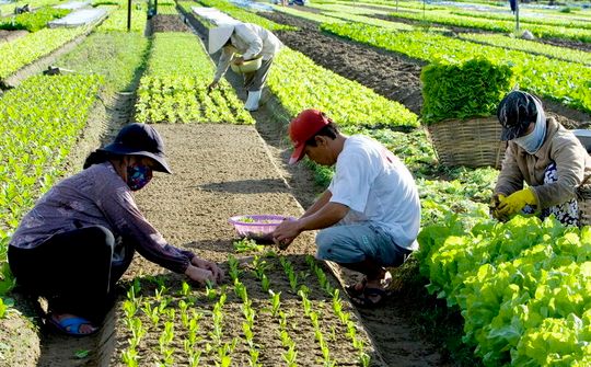 Chính sách ưu đãi phát triển kinh tế tập thể tại Trà Vinh