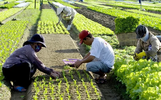 Chính sách ưu đãi phát triển kinh tế tập thể tại Trà Vinh