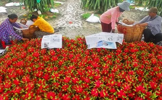 Thanh long rớt giá kỷ lục, chỉ còn 2.000 đồng/kg