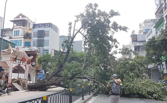 Cây cổ thụ bật gốc đổ chắn ngang phố Hà Nội, giao thông tê liệt