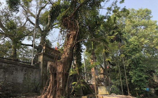 TP Hà Nội đồng ý cho người dân Chương Mỹ bán đấu giá cây sưa đỏ trăm tỷ