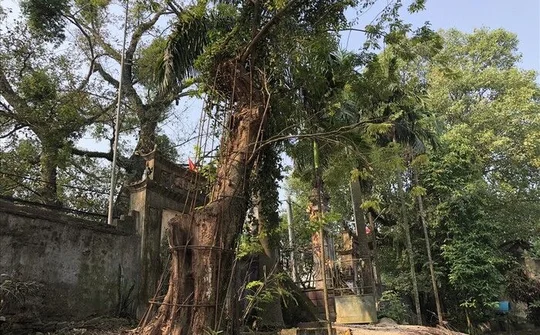 TP Hà Nội đồng ý cho người dân Chương Mỹ bán đấu giá cây sưa đỏ trăm tỷ
