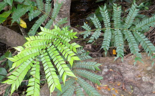 Việt Nam nhân giống thành công cây rừng điều trị ung thư gan