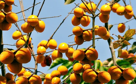 Hồng được mùa, nông dân Nam Đàn bội thu