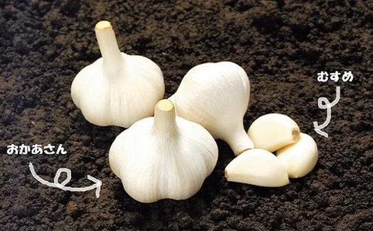 100.000 đồng/củ, tỏi Nhật vẫn được các bà nội trợ săn lùng