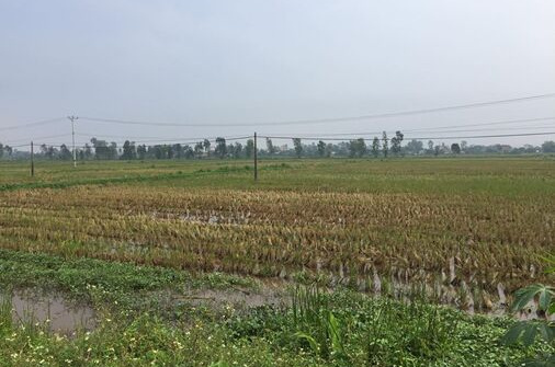 Hưng Yên: Hơn 10 năm lãng phí 'đất vàng'