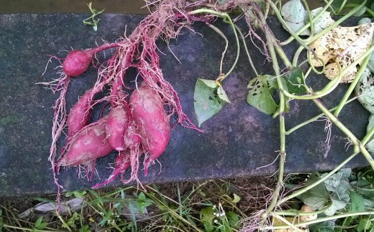 Khoai lang rớt giá, Vĩnh Long cầu cứu Bộ Nông nghiệp