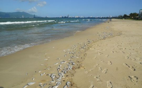 Kiểm tra mẫu nước, xác minh vụ cá chết dọc bờ biển Đà Nẵng 