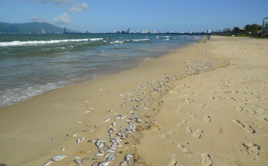 Kiểm tra mẫu nước, xác minh vụ cá chết dọc bờ biển Đà Nẵng 