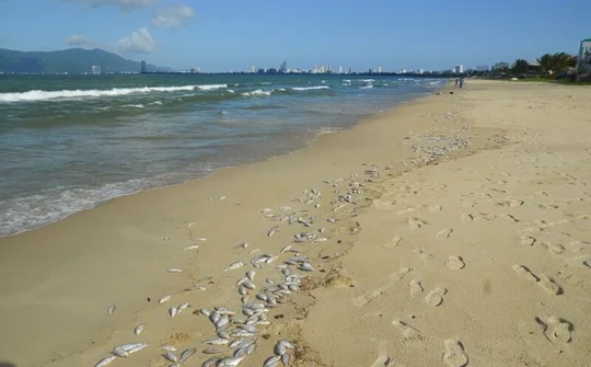 Kiểm tra mẫu nước, xác minh vụ cá chết dọc bờ biển Đà Nẵng 