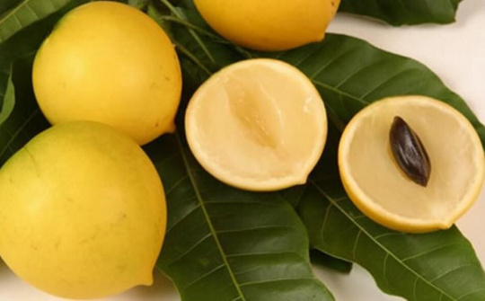 Vú sữa hoàng kim Đài Loan giá gần 1 triệu đồng/kg