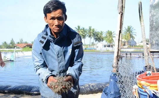 Quảng Nam: Sau 1 đêm, cả 3 hồ tôm không con nào sống