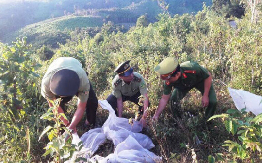 Quảng Trị: 150 con rắn được thả về môi trường tự nhiên