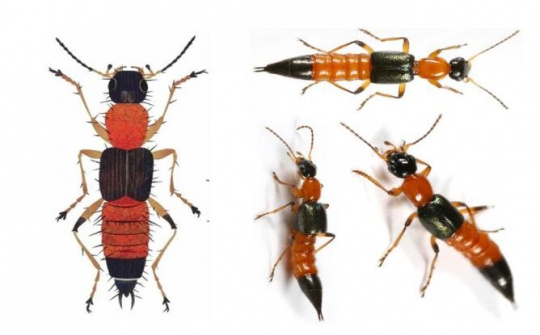 Kiến ba khoang có nọc độc mạnh gấp 12-15 lần rắn hổ