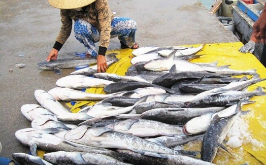 Nguyên nhân cá bớp lồng bè chết hàng loạt ở Khánh Hòa