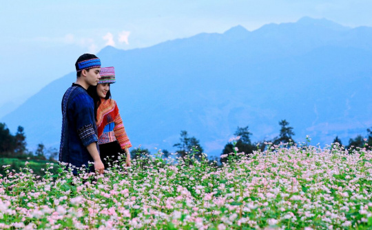 Hà Giang tổ chức Lễ hội Hoa Tam giác mạch năm 2018
