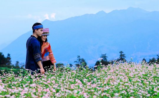 Hà Giang tổ chức Lễ hội Hoa Tam giác mạch năm 2018