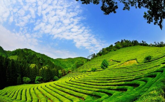 Dân Lâm Đồng quay lưng với cây chè do thu nhập giảm sút