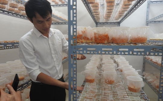 Công ty TNHH Thiên Trường: Thành công từ Đông trùng hạ thảo (Cordyceps militaris)