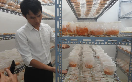 Công ty TNHH Thiên Trường: Thành công từ Đông trùng hạ thảo (Cordyceps militaris)