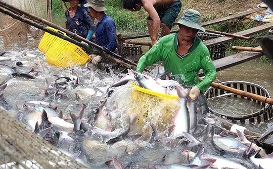 Điểm tên những mặt hàng nông, lâm, thủy sản mang hàng tỷ USD về cho Việt Nam