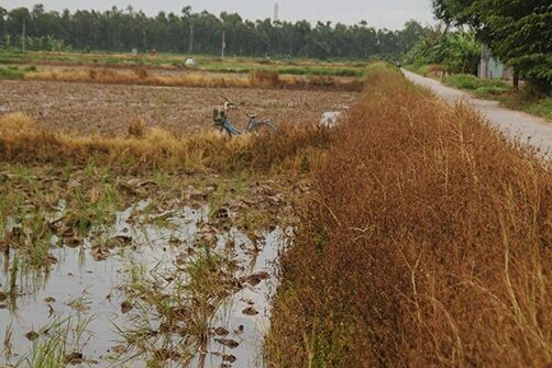 Nghệ An: Tình trạng lạm dụng thuốc diệt cỏ tràn lan, khó xử lý