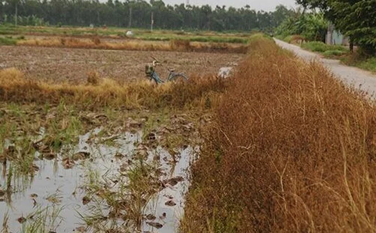 Nghệ An: Tình trạng lạm dụng thuốc diệt cỏ tràn lan, khó xử lý