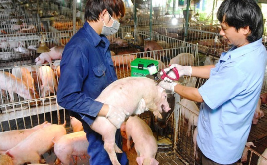 Vietnam can now produce foot-and-mouth disease vaccine