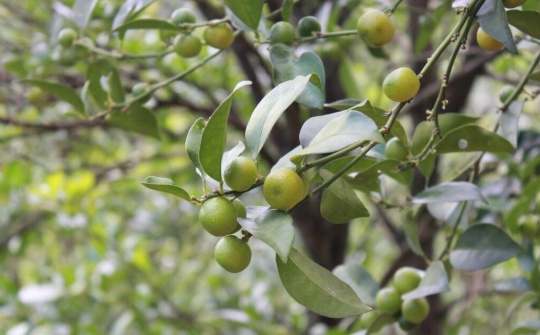 Chanh rừng Mẫu Sơn gây sốt bởi hương vị và công dụng tuyệt vời