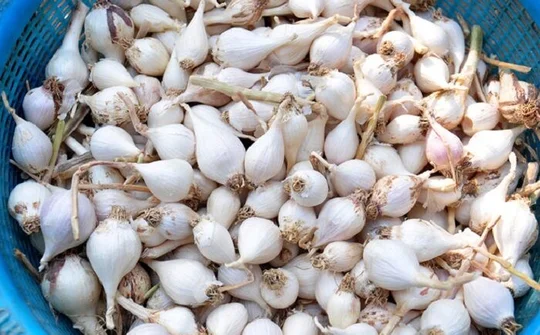 Tỏi Lý Sơn rớt giá, người nông dân khóc ròng
