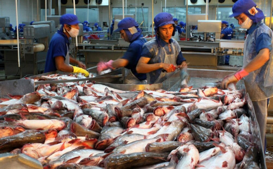 Xuất khẩu cá tra sang Trung Quốc tăng đột biến