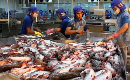 Xuất khẩu cá tra sang Trung Quốc tăng đột biến