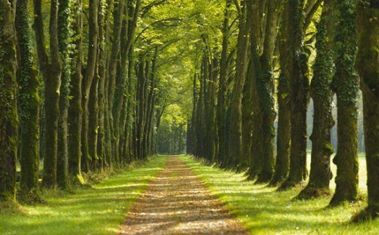 Chặt vài cây để cứu cả cánh rừng