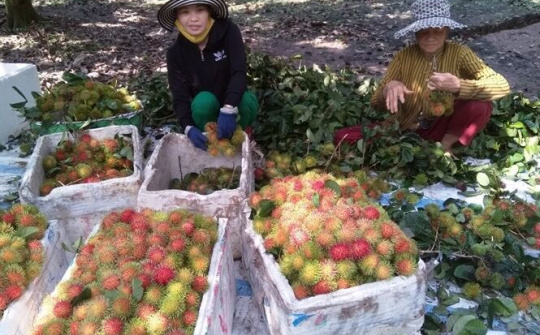 Chôm chôm nghịch vụ được giá, nhà vườn phấn khởi
