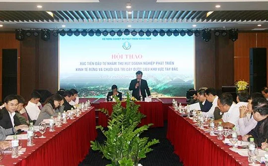 Thu hút doanh nghiệp phát triển kinh tế rừng và chuỗi giá trị cây dược liệu khu vực Tây Bắc